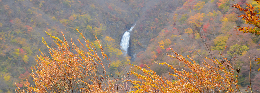 zao_autumn01.jpg